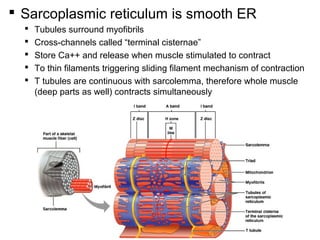  Sarcoplasmic reticulum is smooth ER
 Tubules surround myofibrils
 Cross-channels called “terminal cisternae”
 Store C...