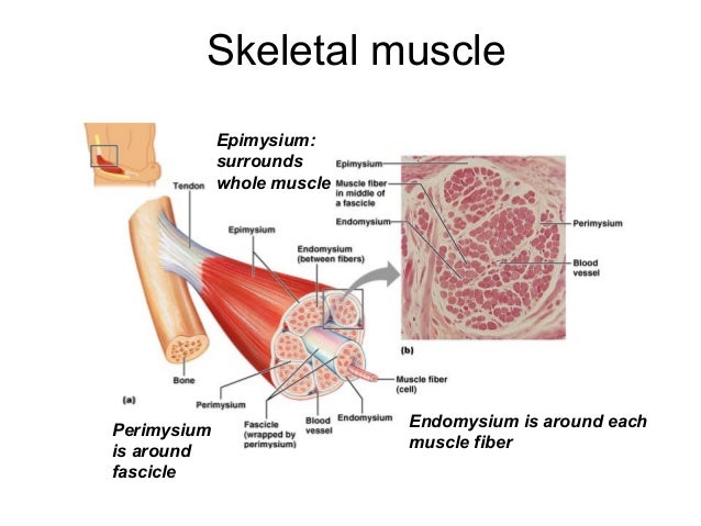 Muscle Histology By Dr Armaan Singh Muscle Histology By Dr Armaan Singh