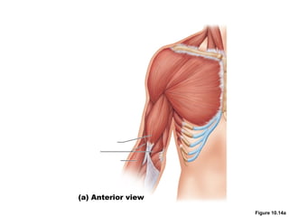 Figure 10.14a
(a) Anterior view
