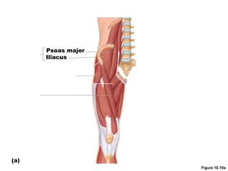 Figure 10.19a
Psoas major
Iliacus
(a)