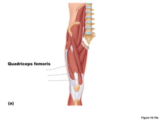 Figure 10.19a
Quadriceps femoris
(a)