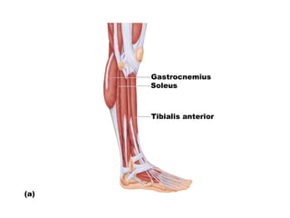 Gastrocnemius
Soleus
Tibialis anterior
(a)