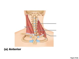 Figure 10.9a
(a) Anterior