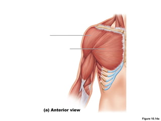 Figure 10.14a
(a) Anterior view