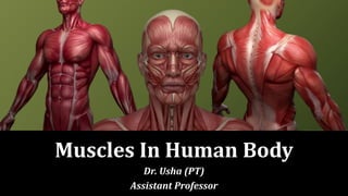 Muscles In Human Body
Dr. Usha (PT)
Assistant Professor
 