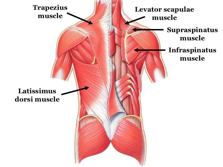 Muscles Labeled Front And Back - Ucsf Anatomy Back Muscles Ankiweb