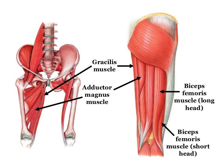 Muscle labeling for students