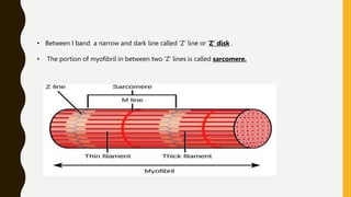 • Between I band a narrow and dark line called ‘Z’ line or ‘Z’ disk .
• The portion of myofibril in between two ‘Z’ lines is called sarcomere.
 
