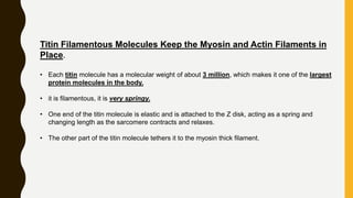 Titin Filamentous Molecules Keep the Myosin and Actin Filaments in
Place.
• Each titin molecule has a molecular weight of about 3 million, which makes it one of the largest
protein molecules in the body.
• it is filamentous, it is very springy.
• One end of the titin molecule is elastic and is attached to the Z disk, acting as a spring and
changing length as the sarcomere contracts and relaxes.
• The other part of the titin molecule tethers it to the myosin thick filament.
 