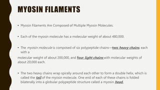 MYOSIN FILAMENTS
• Myosin Filaments Are Composed of Multiple Myosin Molecules.
• Each of the myosin molecule has a molecular weight of about 480,000.
• The myosin molecule is composed of six polypeptide chains—two heavy chains, each
with a
molecular weight of about 200,000, and four light chains with molecular weights of
about 20,000 each.
• The two heavy chains wrap spirally around each other to form a double helix, which is
called the tail of the myosin molecule. One end of each of these chains is folded
bilaterally into a globular polypeptide structure called a myosin head.
 