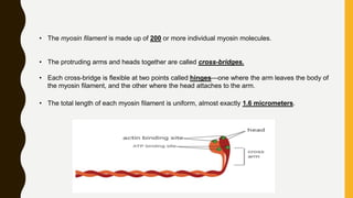 • The myosin filament is made up of 200 or more individual myosin molecules.
• The protruding arms and heads together are called cross-bridges.
• Each cross-bridge is flexible at two points called hinges—one where the arm leaves the body of
the myosin filament, and the other where the head attaches to the arm.
• The total length of each myosin filament is uniform, almost exactly 1.6 micrometers.
 