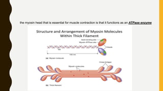 the myosin head that is essential for muscle contraction is that it functions as an ATPase enzyme
 