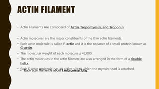 ACTIN FILAMENT
• Actin Filaments Are Composed of Actin, Tropomyosin, and Troponin
• Actin molecules are the major constituents of the thin actin filaments.
• Each actin molecule is called F-actin and it is the polymer of a small protein known as
G-actin.
• The molecular weight of each molecule is 42,000.
• The actin molecules in the actin filament are also arranged in the form of a double
helix.
• Each F-actin molecule has an active site to which the myosin head is attached.
• Each actin filament is about 1 micrometer long.
 