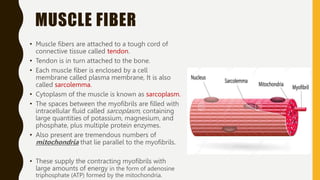 MUSCLE FIBER
• Muscle fibers are attached to a tough cord of
connective tissue called tendon.
• Tendon is in turn attached to the bone.
• Each muscle fiber is enclosed by a cell
membrane called plasma membrane, It is also
called sarcolemma.
• Cytoplasm of the muscle is known as sarcoplasm.
• The spaces between the myofibrils are filled with
intracellular fluid called sarcoplasm, containing
large quantities of potassium, magnesium, and
phosphate, plus multiple protein enzymes.
• Also present are tremendous numbers of
mitochondria that lie parallel to the myofibrils.
• These supply the contracting myofibrils with
large amounts of energy in the form of adenosine
triphosphate (ATP) formed by the mitochondria.
 