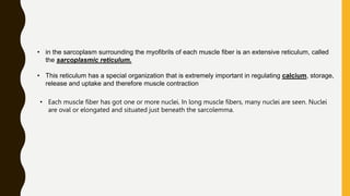 • in the sarcoplasm surrounding the myofibrils of each muscle fiber is an extensive reticulum, called
the sarcoplasmic reticulum.
• This reticulum has a special organization that is extremely important in regulating calcium, storage,
release and uptake and therefore muscle contraction
• Each muscle fiber has got one or more nuclei. In long muscle fibers, many nuclei are seen. Nuclei
are oval or elongated and situated just beneath the sarcolemma.
 