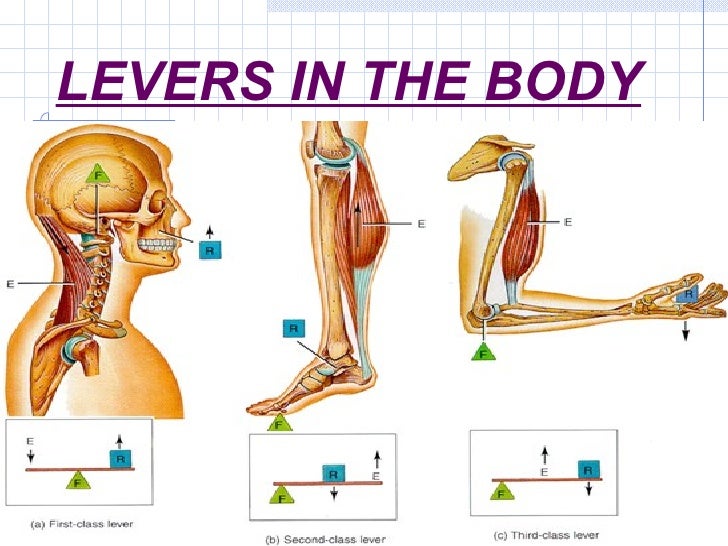 Muscle Levers.ppt