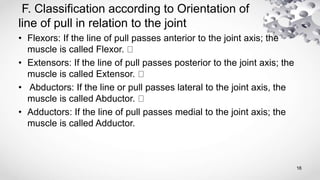 F. Classification according to Orientation of
line of pull in relation to the joint
• Flexors: If the line of pull passes anterior to the joint axis; the
muscle is called Flexor.
• Extensors: If the line of pull passes posterior to the joint axis; the
muscle is called Extensor.
• Abductors: If the line or pull passes lateral to the joint axis, the
muscle is called Abductor.
• Adductors: If the line of pull passes medial to the joint axis; the
muscle is called Adductor.
16
 