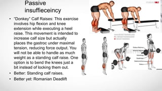 Passive
insuffieceincy
• “Donkey” Calf Raises: This exercise
involves hip flexion and knee
extension while executing a heel
raise. This movement is intended to
increase calf size but actually
places the gastroc under maximal
tension, reducing force output. You
will not be able to handle as much
weight as a standing calf raise. One
option is to bend the knees just a
bit instead of locking them out.
• Better: Standing calf raises.
• Better yet: Romanian Deadlift
 