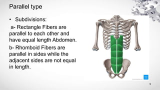 Parallel type
• Subdivisions:
a- Rectangle Fibers are
parallel to each other and
have equal length Abdomen.
b- Rhomboid Fibers are
parallel in sides while the
adjacent sides are not equal
in length.
9
 