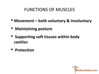 FUNCTIONS OF MUSCLES
 Movement – both voluntary & involuntary
 Maintaining posture
 Supporting soft tissues within body...