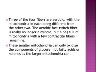  Three of the four fibers are aerobic, with the
mitochondria in each being different from
the other two. The aerobic fast-twitch fiber
is really no longer a muscle, but a bag full of
mitochondria with a few contractile fibers
remaining.
 These smaller mitochondria can only oxidize
the components of glucose, not fatty acids or
ketones as the larger mitochondria can.
 