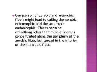  Comparison of aerobic and anaerobic
fibers might lead to calling the aerobic
ectomorphic and the anaerobic
endomorphic. This is because
everything other than muscle fibers is
concentrated along the periphery of the
aerobic fiber, but spread in the interior
of the anaerobic fiber.
 