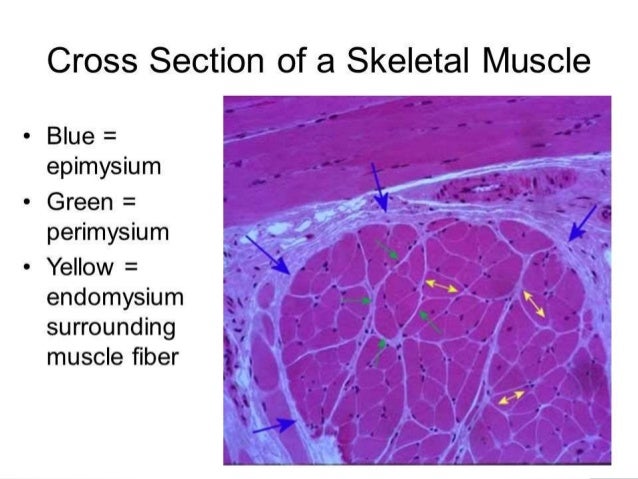 Muscle Microanatomy