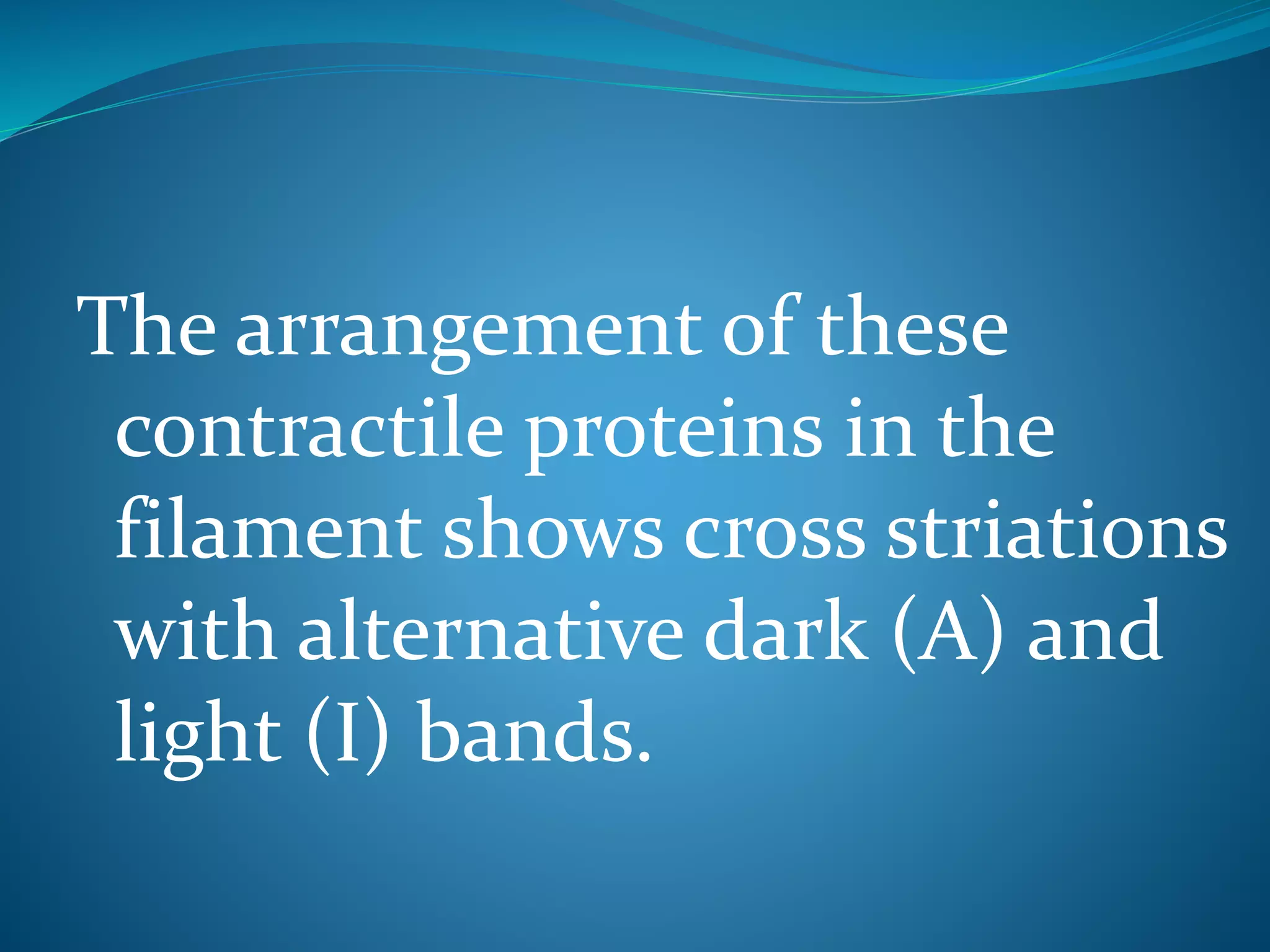 The arrangement of these 
contractile proteins in the 
filament shows cross striations 
with alternative dark (A) and 
light (I) bands. 
 