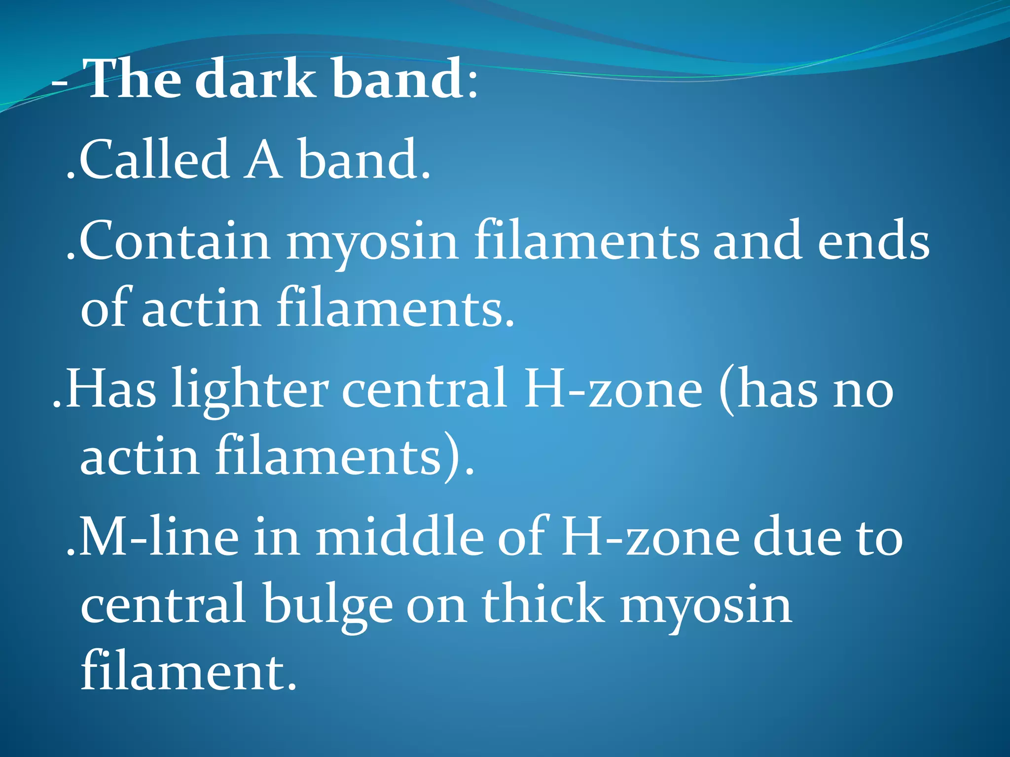 - The dark band: 
.Called A band. 
.Contain myosin filaments and ends 
of actin filaments. 
.Has lighter central H-zone (has no 
actin filaments). 
.M-line in middle of H-zone due to 
central bulge on thick myosin 
filament. 
 