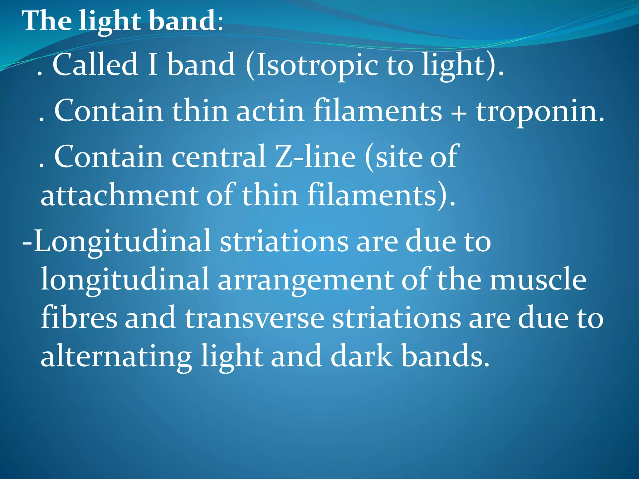The light band: 
. Called I band (Isotropic to light). 
. Contain thin actin filaments + troponin. 
. Contain central Z-line (site of 
attachment of thin filaments). 
-Longitudinal striations are due to 
longitudinal arrangement of the muscle 
fibres and transverse striations are due to 
alternating light and dark bands. 
 