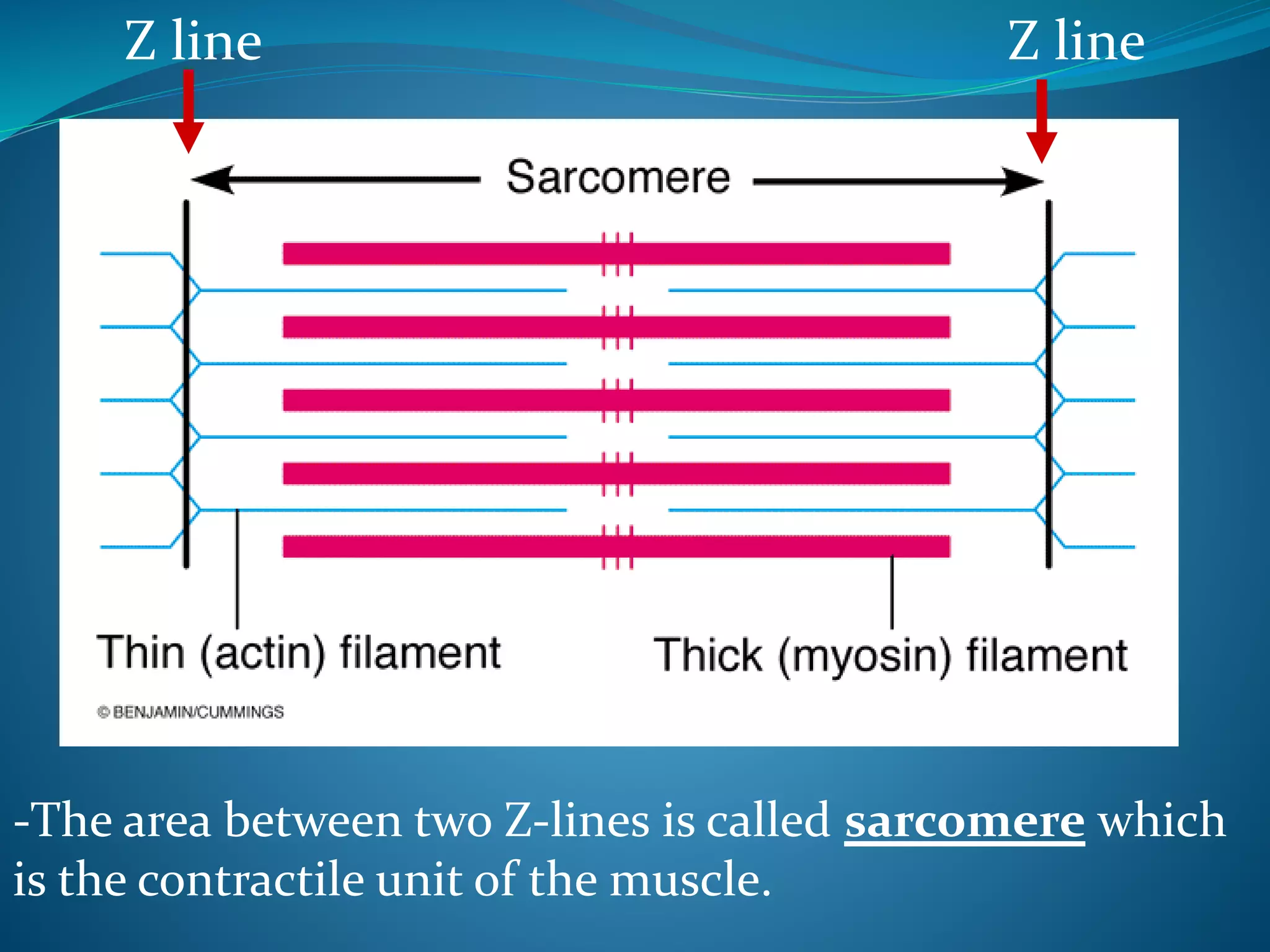 Z line Z line 
-The area between two Z-lines is called sarcomere which 
is the contractile unit of the muscle. 
 