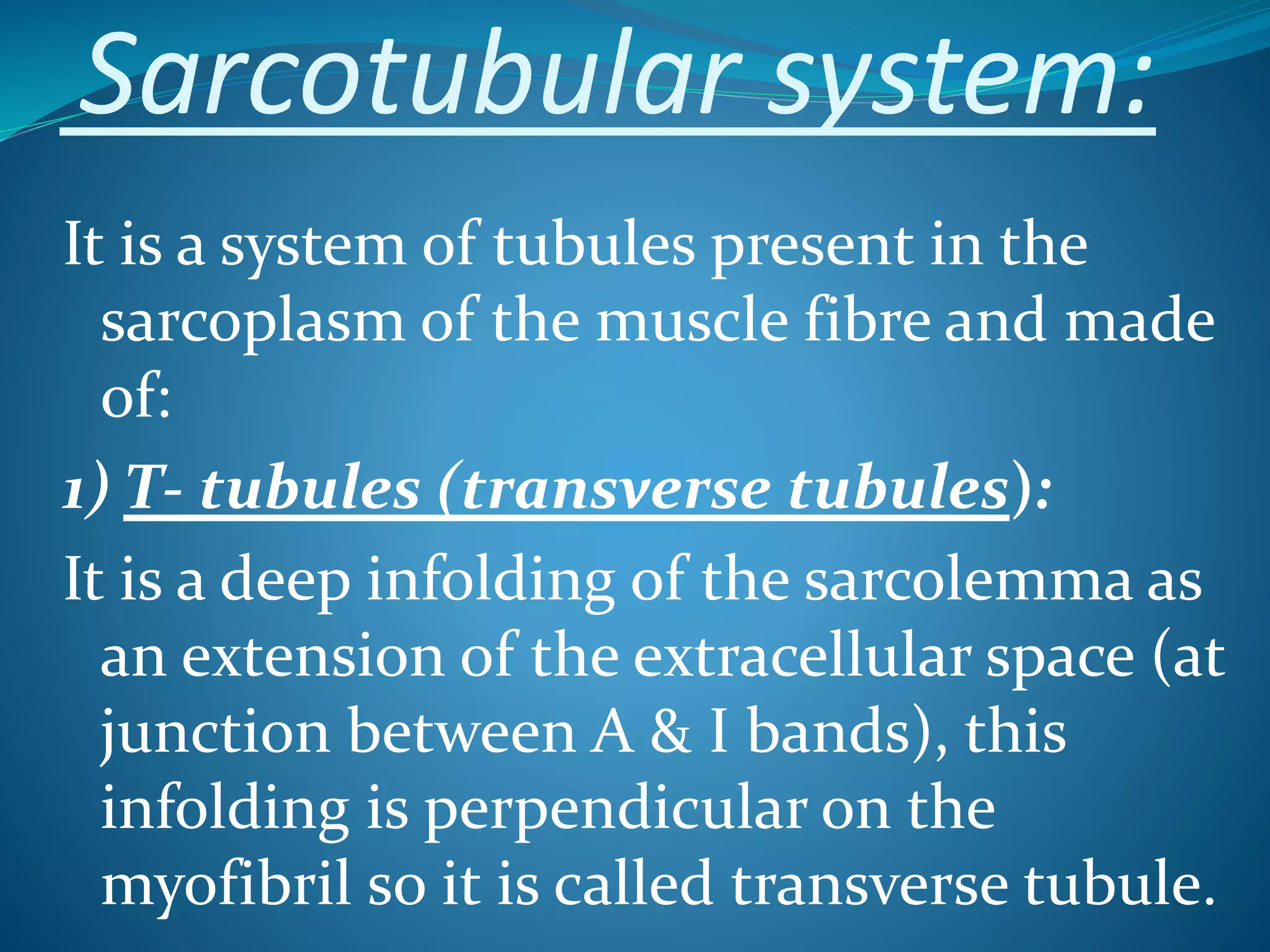 Sarcotubular system: 
It is a system of tubules present in the 
sarcoplasm of the muscle fibre and made 
of: 
1) T- tubules (transverse tubules): 
It is a deep infolding of the sarcolemma as 
an extension of the extracellular space (at 
junction between A & I bands), this 
infolding is perpendicular on the 
myofibril so it is called transverse tubule. 
 