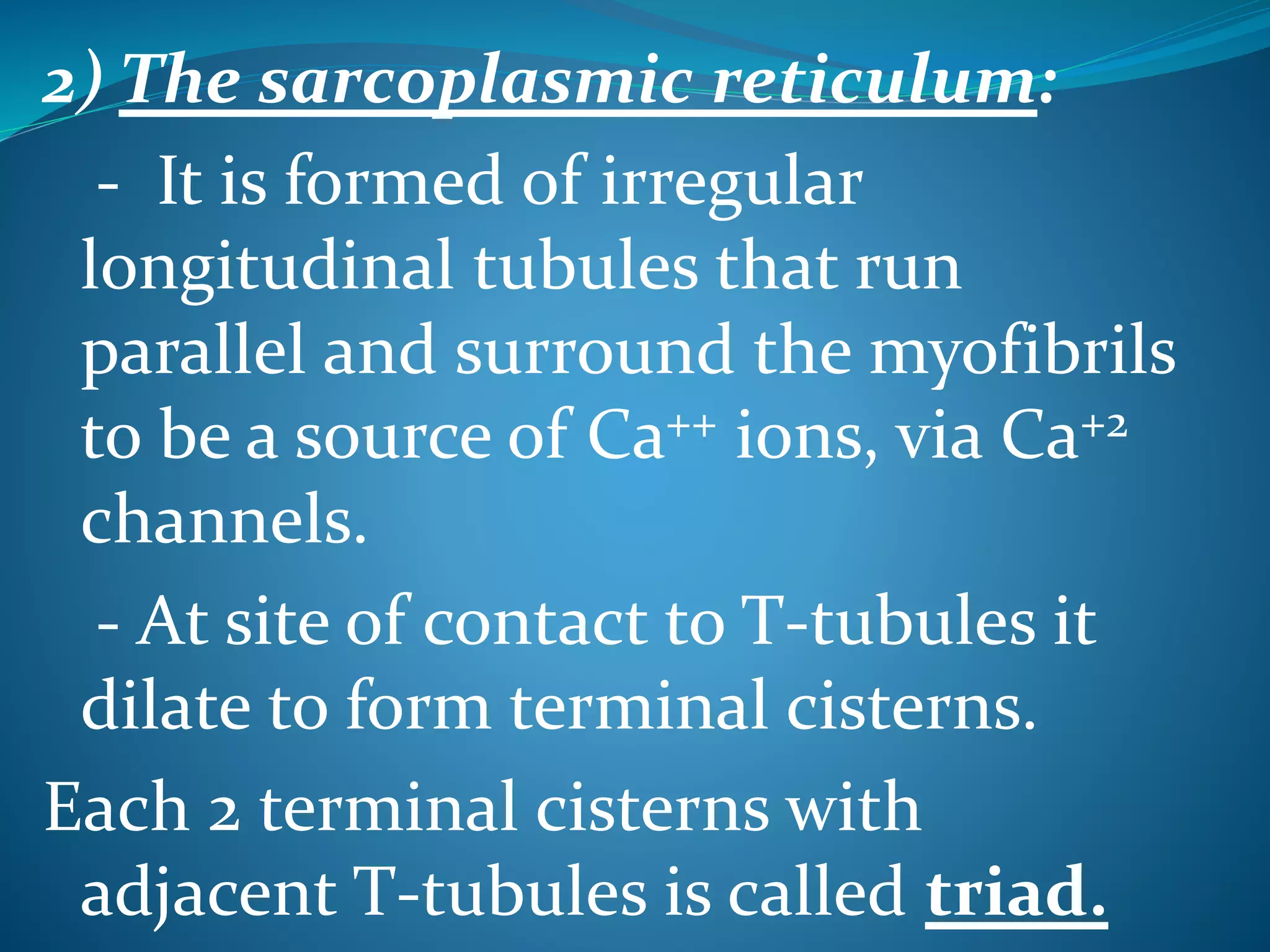2) The sarcoplasmic reticulum: 
- It is formed of irregular 
longitudinal tubules that run 
parallel and surround the myofibrils 
to be a source of Ca++ ions, via Ca+2 
channels. 
- At site of contact to T-tubules it 
dilate to form terminal cisterns. 
Each 2 terminal cisterns with 
adjacent T-tubules is called triad. 
 