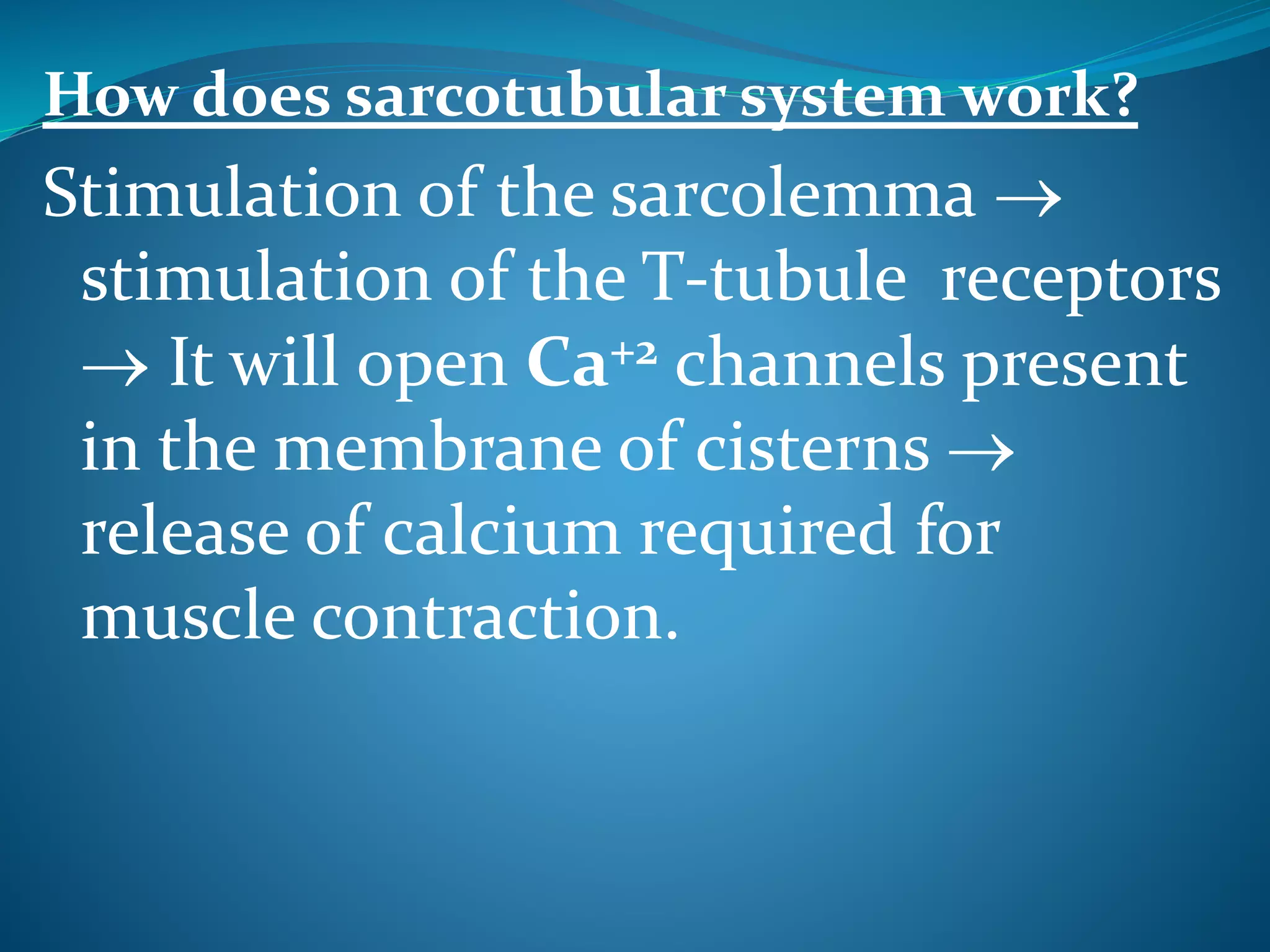 How does sarcotubular system work? 
Stimulation of the sarcolemma  
stimulation of the T-tubule receptors 
 It will open Ca+2 channels present 
in the membrane of cisterns  
release of calcium required for 
muscle contraction. 
 