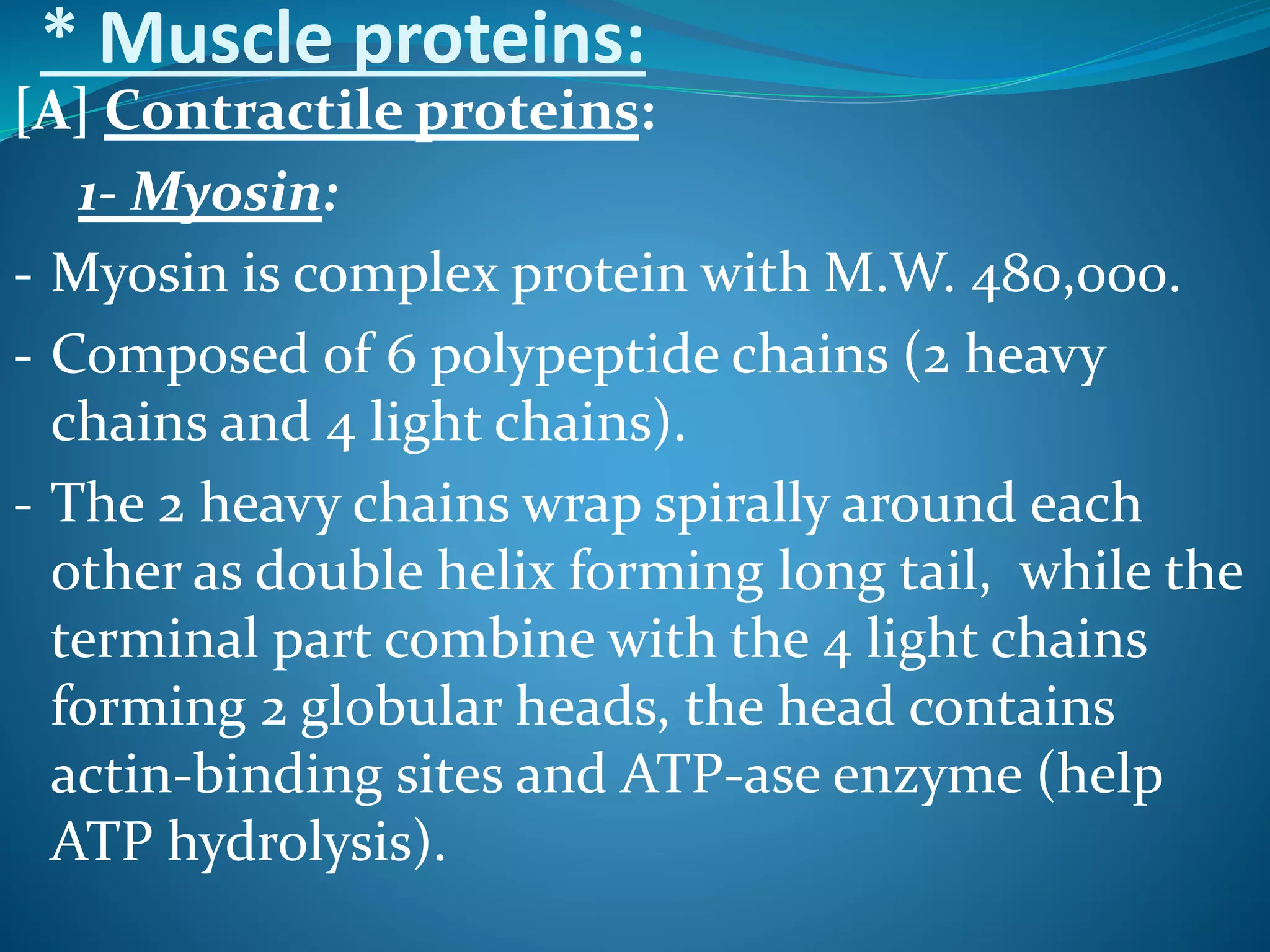 * Muscle proteins: 
[A] Contractile proteins: 
1-Myosin: 
- Myosin is complex protein with M.W. 480,000. 
- Composed of 6 polypeptide chains (2 heavy 
chains and 4 light chains). 
- The 2 heavy chains wrap spirally around each 
other as double helix forming long tail, while the 
terminal part combine with the 4 light chains 
forming 2 globular heads, the head contains 
actin-binding sites and ATP-ase enzyme (help 
ATP hydrolysis). 
 