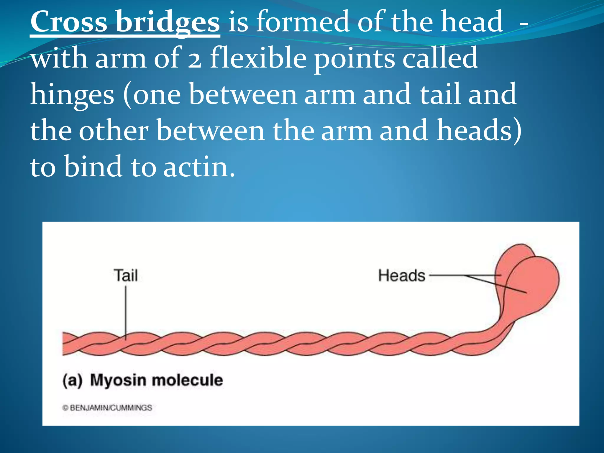 Cross bridges is formed of the head - 
with arm of 2 flexible points called 
hinges (one between arm and tail and 
the other between the arm and heads) 
to bind to actin. 
 