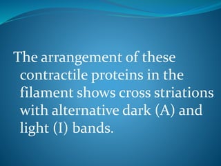 The arrangement of these 
contractile proteins in the 
filament shows cross striations 
with alternative dark (A) and 
light (I) bands. 
 