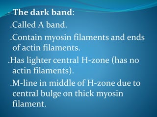 - The dark band: 
.Called A band. 
.Contain myosin filaments and ends 
of actin filaments. 
.Has lighter central H-zone (has no 
actin filaments). 
.M-line in middle of H-zone due to 
central bulge on thick myosin 
filament. 
 