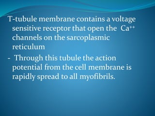 T-tubule membrane contains a voltage 
sensitive receptor that open the Ca++ 
channels on the sarcoplasmic 
reticulum 
- Through this tubule the action 
potential from the cell membrane is 
rapidly spread to all myofibrils. 
 