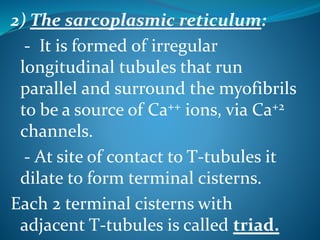 2) The sarcoplasmic reticulum: 
- It is formed of irregular 
longitudinal tubules that run 
parallel and surround the myofibrils 
to be a source of Ca++ ions, via Ca+2 
channels. 
- At site of contact to T-tubules it 
dilate to form terminal cisterns. 
Each 2 terminal cisterns with 
adjacent T-tubules is called triad. 
 