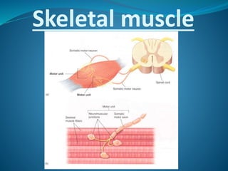 Skeletal muscle 
 