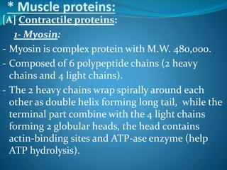 * Muscle proteins: 
[A] Contractile proteins: 
1-Myosin: 
- Myosin is complex protein with M.W. 480,000. 
- Composed of 6 polypeptide chains (2 heavy 
chains and 4 light chains). 
- The 2 heavy chains wrap spirally around each 
other as double helix forming long tail, while the 
terminal part combine with the 4 light chains 
forming 2 globular heads, the head contains 
actin-binding sites and ATP-ase enzyme (help 
ATP hydrolysis). 
 