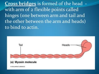 Cross bridges is formed of the head - 
with arm of 2 flexible points called 
hinges (one between arm and tail and 
the other between the arm and heads) 
to bind to actin. 
 