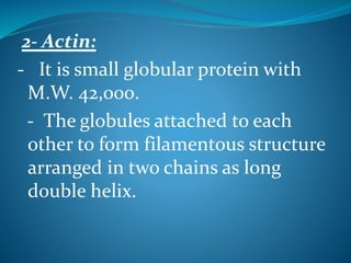 2- Actin: 
- It is small globular protein with 
M.W. 42,000. 
- The globules attached to each 
other to form filamentous structure 
arranged in two chains as long 
double helix. 
 