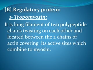 [B] Regulatory protein: 
1- Tropomyosin: 
It is long filament of two polypeptide 
chains twisting on each other and 
located between the 2 chains of 
actin covering its active sites which 
combine to myosin. 
 