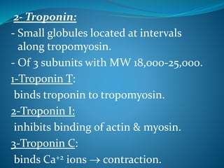 2- Troponin: 
- Small globules located at intervals 
along tropomyosin. 
- Of 3 subunits with MW 18,000-25,000. 
1-Troponin T: 
binds troponin to tropomyosin. 
2-Troponin I: 
inhibits binding of actin & myosin. 
3-Troponin C: 
binds Ca+2 ions  contraction. 
 