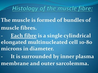 The muscle is formed of bundles of 
muscle fibres. 
- Each fibre is a single cylindrical 
elongated multinucleated cell 10-80 
microns in diameter. 
- It is surrounded by inner plasma 
membrane and outer sarcolemma. 
 