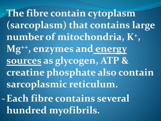 -The fibre contain cytoplasm 
(sarcoplasm) that contains large 
number of mitochondria, K+, 
Mg++, enzymes and energy 
sources as glycogen, ATP & 
creatine phosphate also contain 
sarcoplasmic reticulum. 
-Each fibre contains several 
hundred myofibrils. 
 