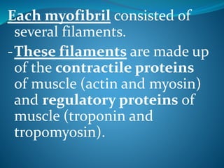 Each myofibril consisted of 
several filaments. 
-These filaments are made up 
of the contractile proteins 
of muscle (actin and myosin) 
and regulatory proteins of 
muscle (troponin and 
tropomyosin). 
 