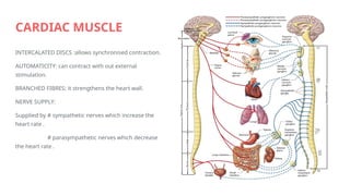 Synchronised Disc TOPIC ABOUT MUSCLE TISSUE AND NERVOUS TISSUE | PPTX